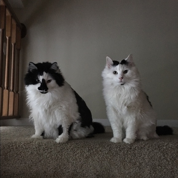 Meet your Posher, Sara - Picture 4 of 5